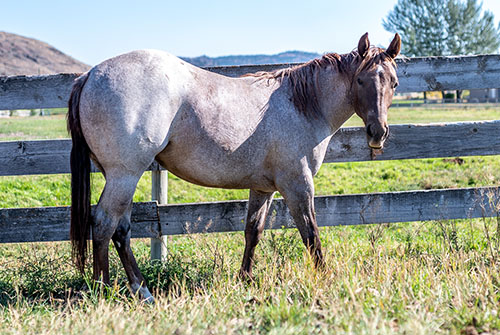 FOAL