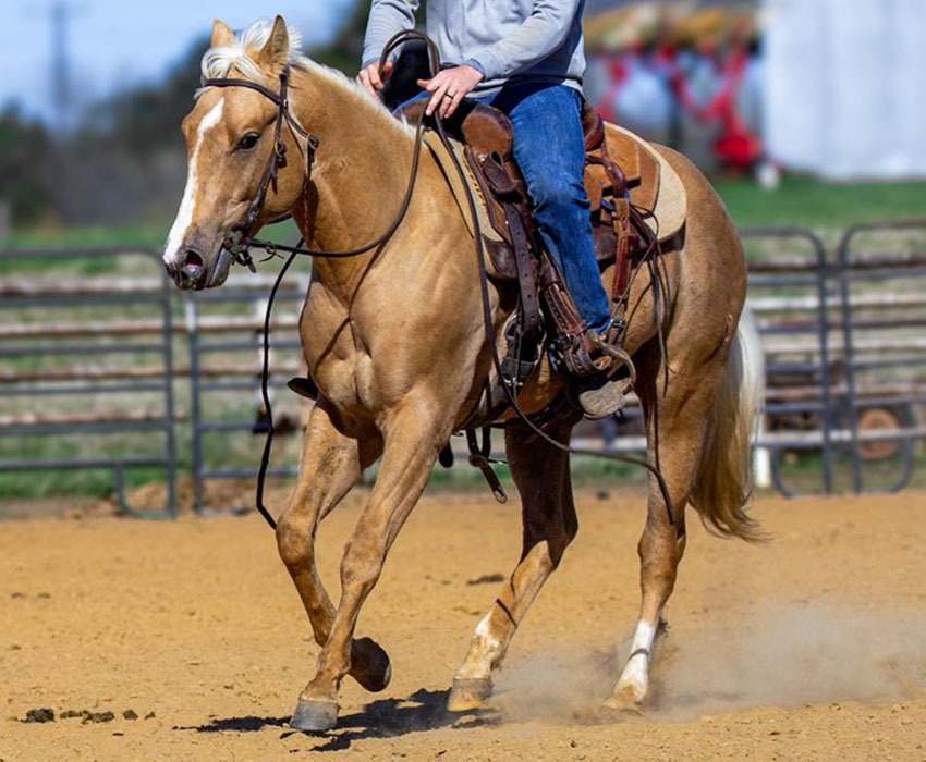 Yella Diamon Ona Cat